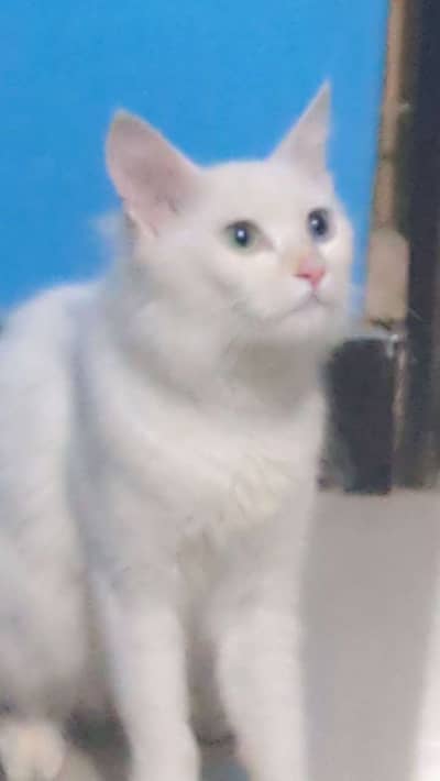 Urgent Persian cats for sale