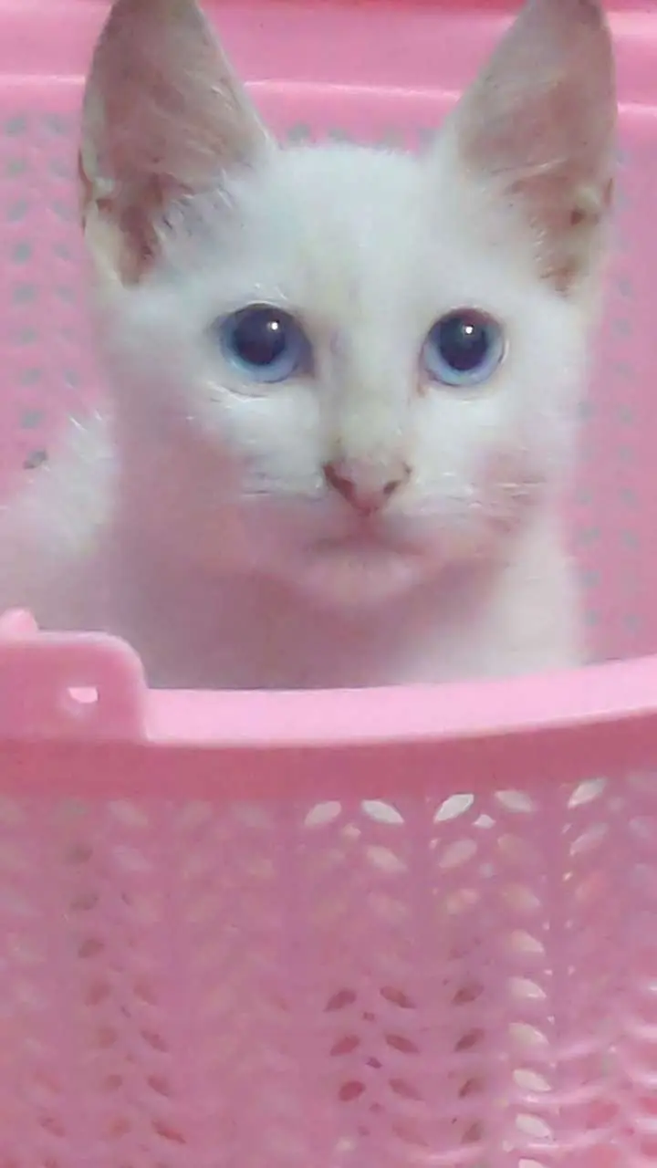 Urgent Persian cats for sale — photo 2