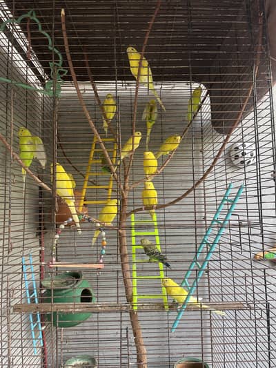 Australian yellow parrot