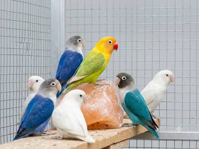 Fifty Pieces of Love Birds with 8 portion Cage