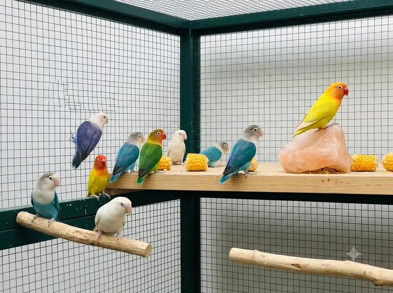Fifty Pieces of Love Birds with 8 portion Cage — photo 2