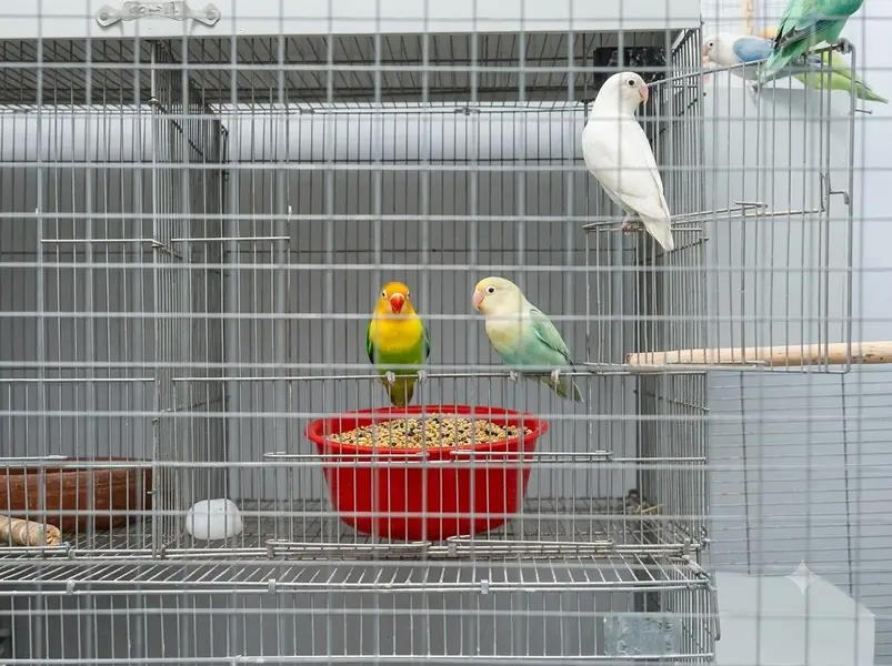 Fifty Pieces of Love Birds with 8 portion Cage — photo 4