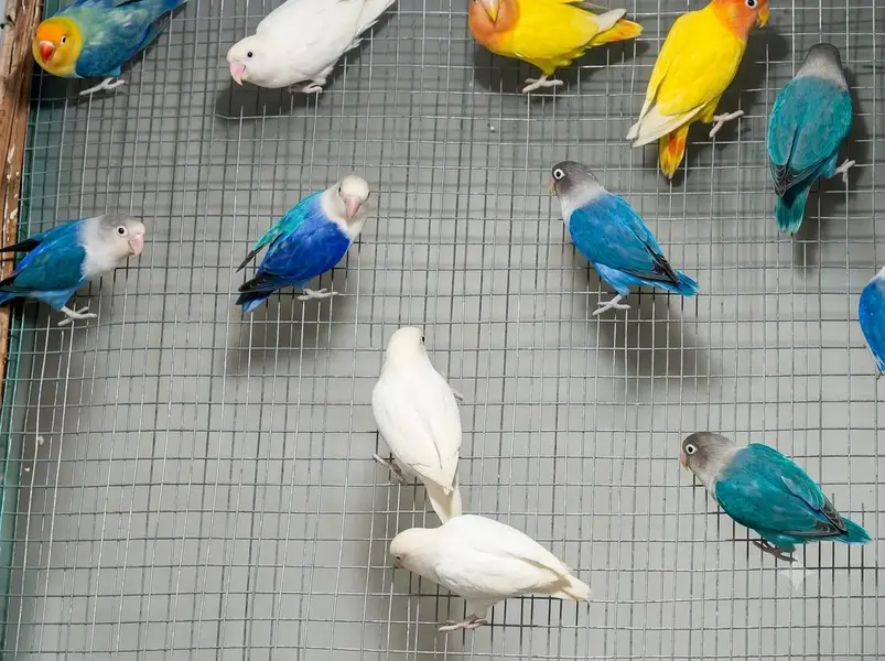 Fifty Pieces of Love Birds with 8 portion Cage — photo 6