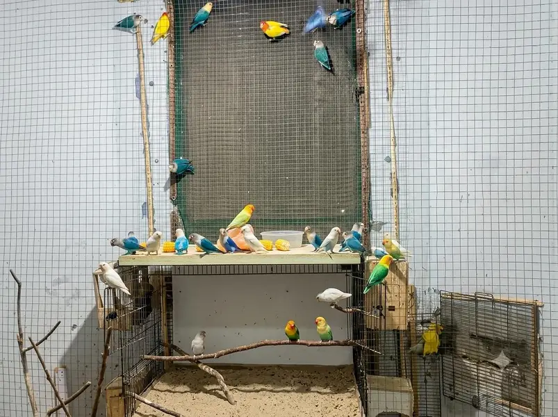 Fifty Pieces of Love Birds with 8 portion Cage — photo 7