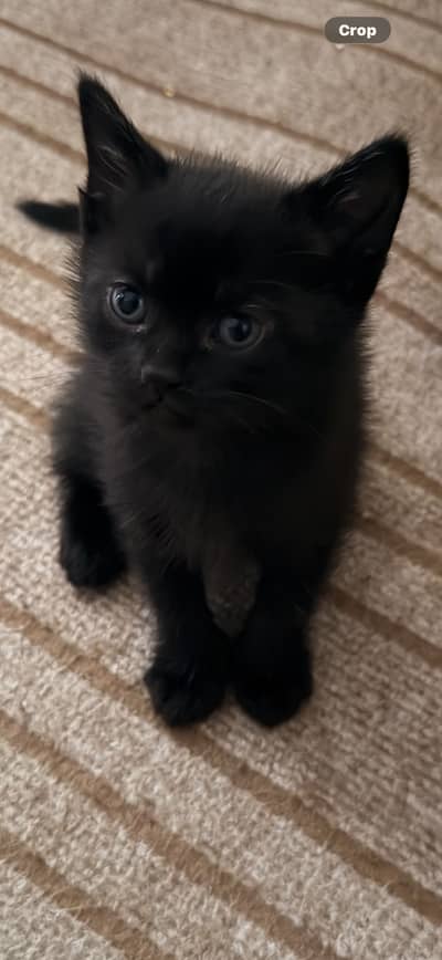 Pure Black Russian blue male kittens for sale.
