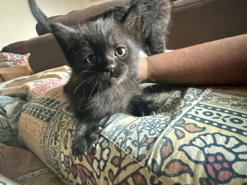 Pure Black Russian blue male kittens for sale. — photo 2