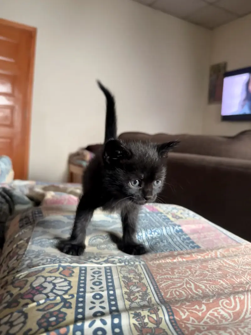 Pure Black Russian blue male kittens for sale. — photo 3