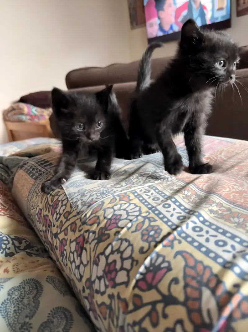 Pure Black Russian blue male kittens for sale. — photo 4