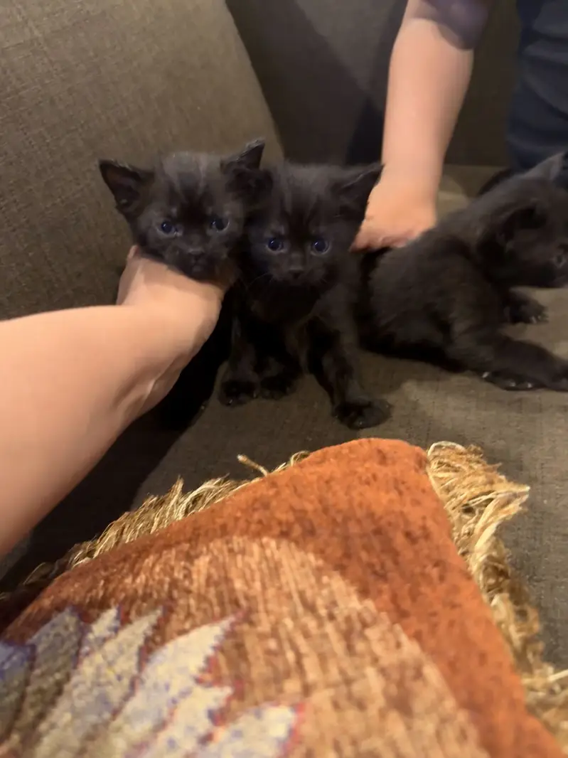 Pure Black Russian blue male kittens for sale. — photo 5