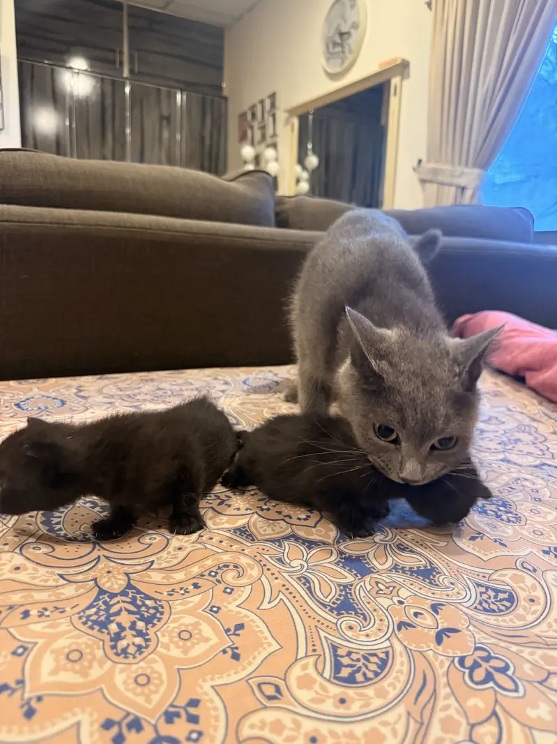 Pure Black Russian blue male kittens for sale. — photo 6
