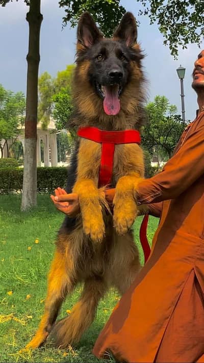 German shepherd proper long coat male 8 month available