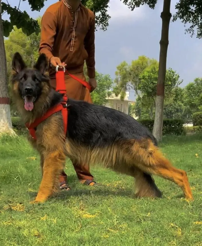 German shepherd proper long coat male 8 month available — photo 2