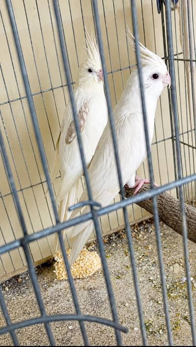 v pied breeder pair.