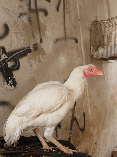 aseel heera female