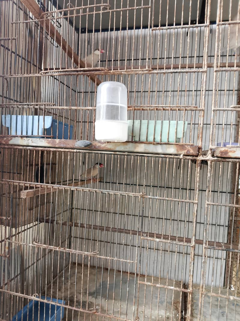 fawn java /opal java for sale 1