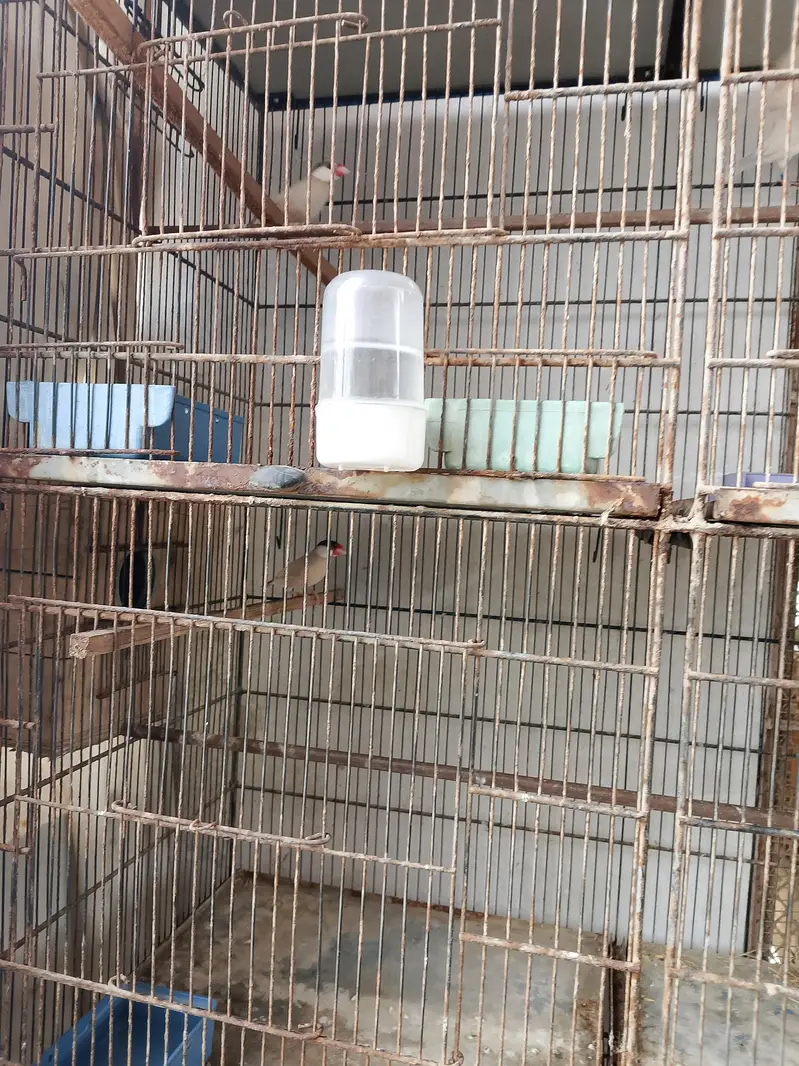 fawn java /opal java for sale — photo 2