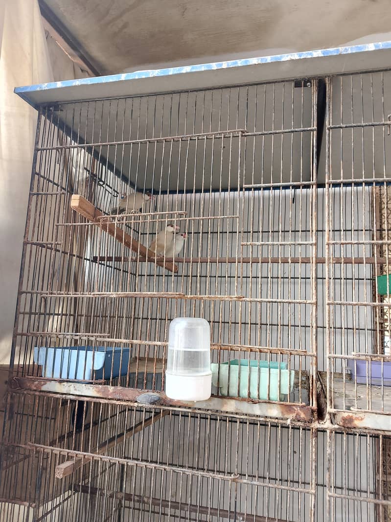 fawn java /opal java for sale 4