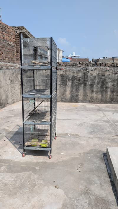 Birds Cages