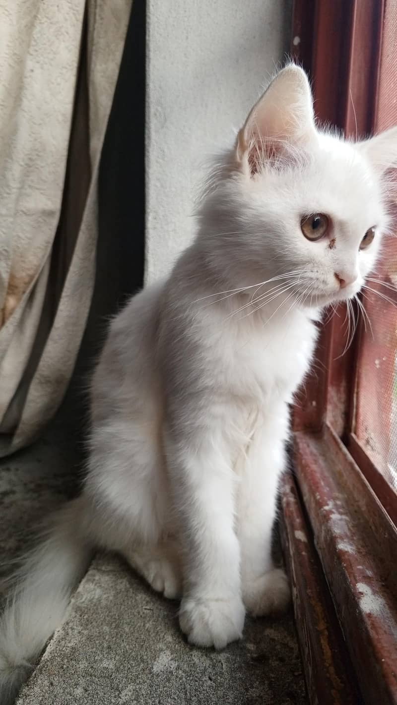 persion cat 0
