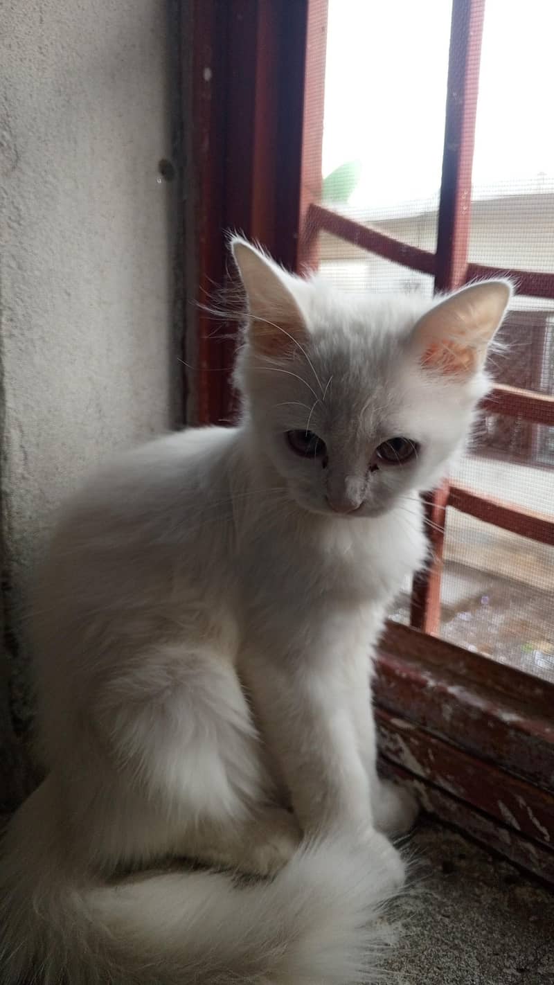 persion cat 1