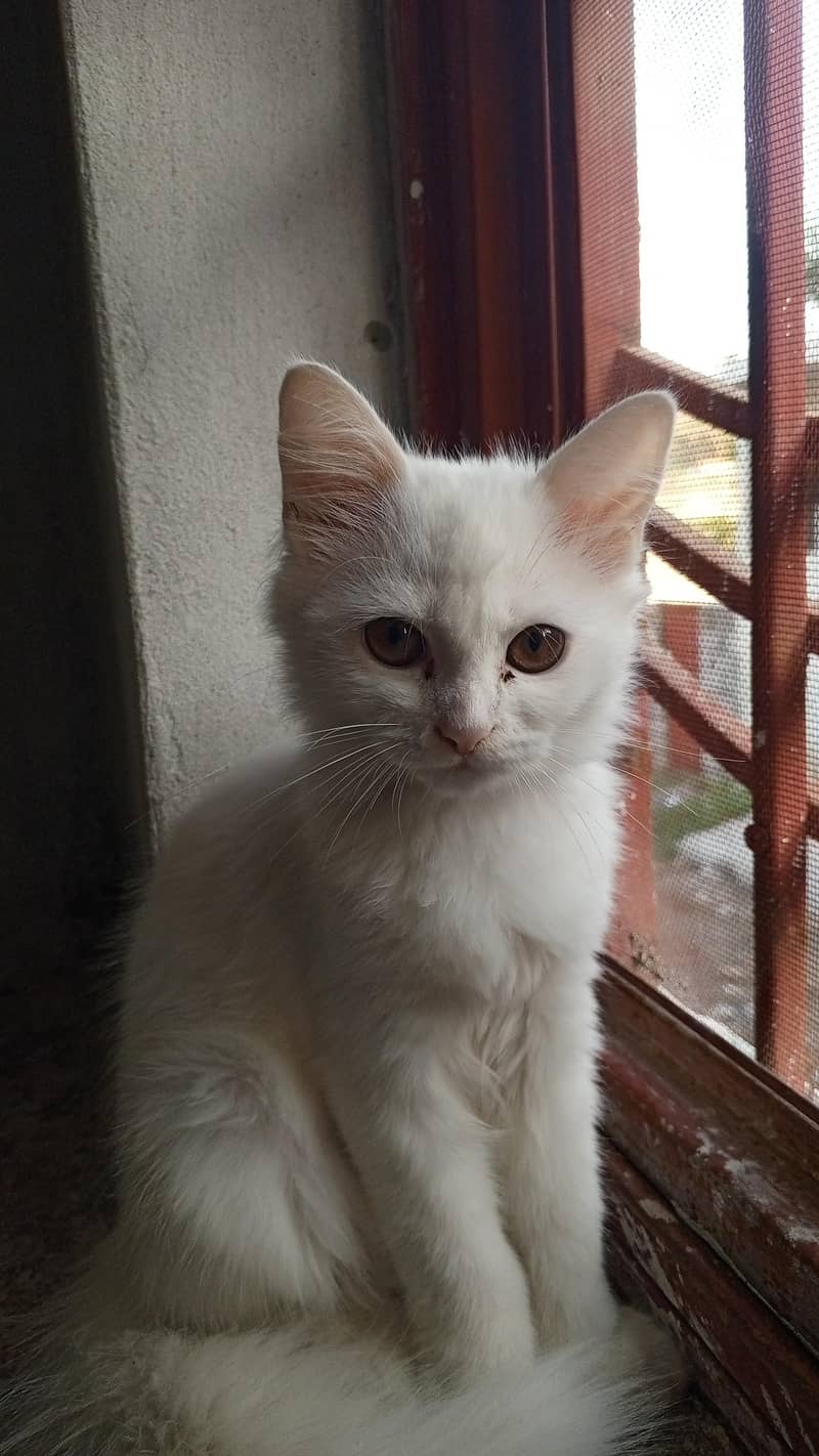 persion cat 2