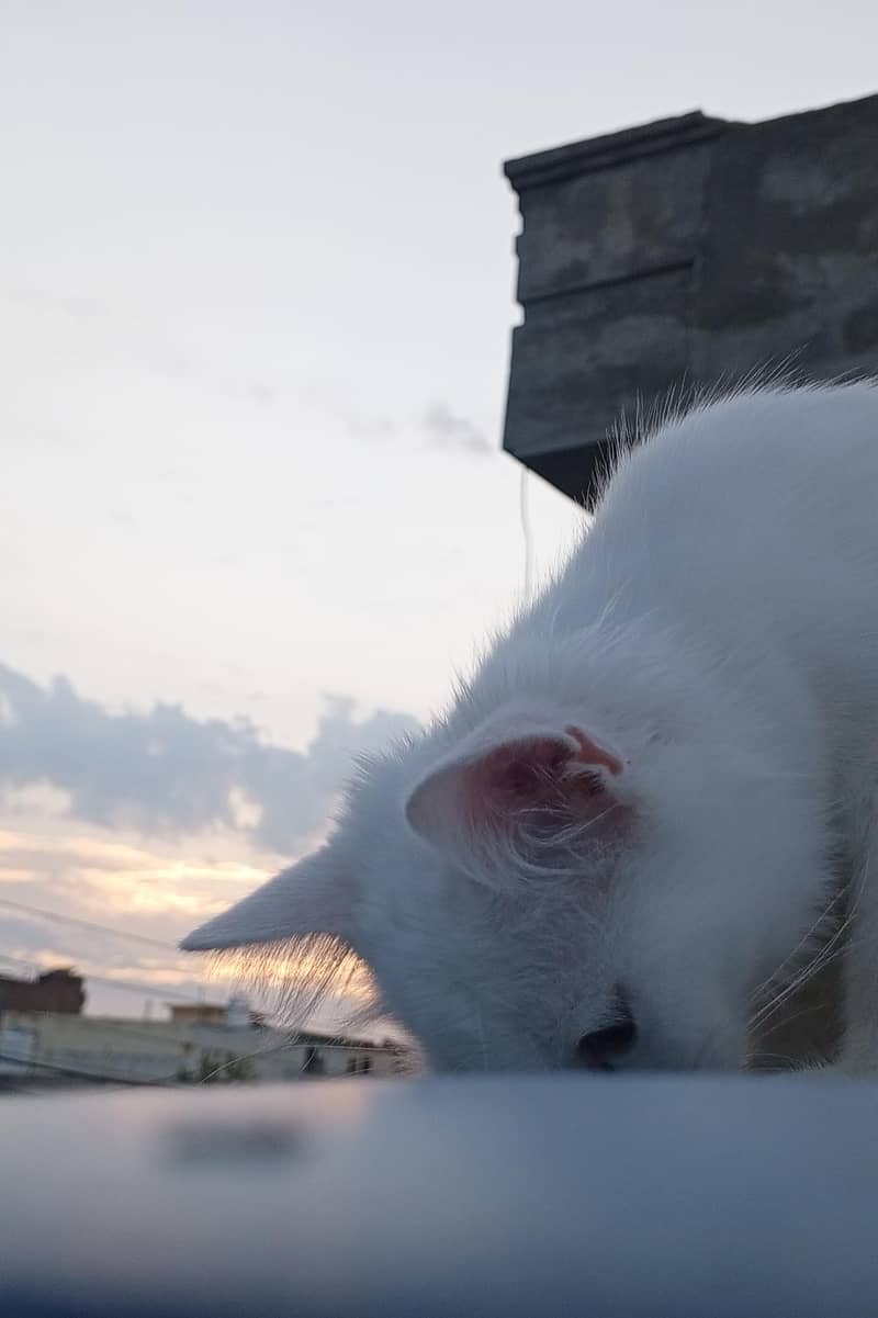 persion cat 4