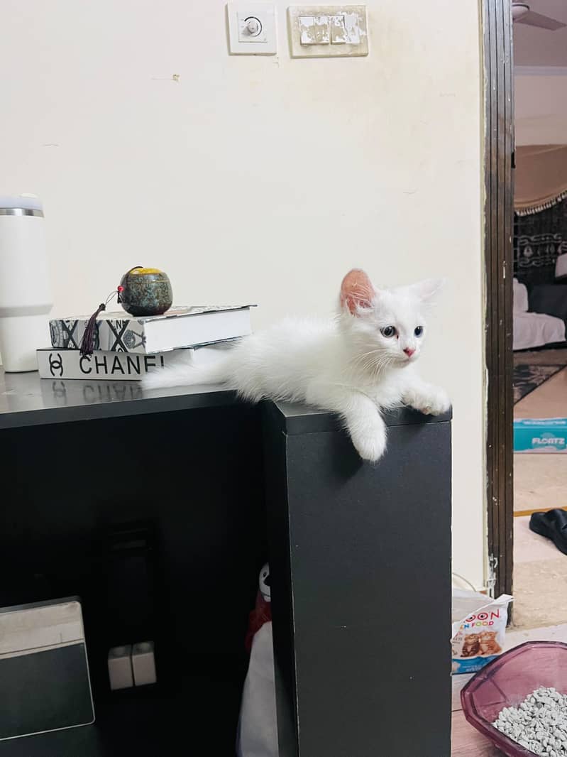 persion cat 5