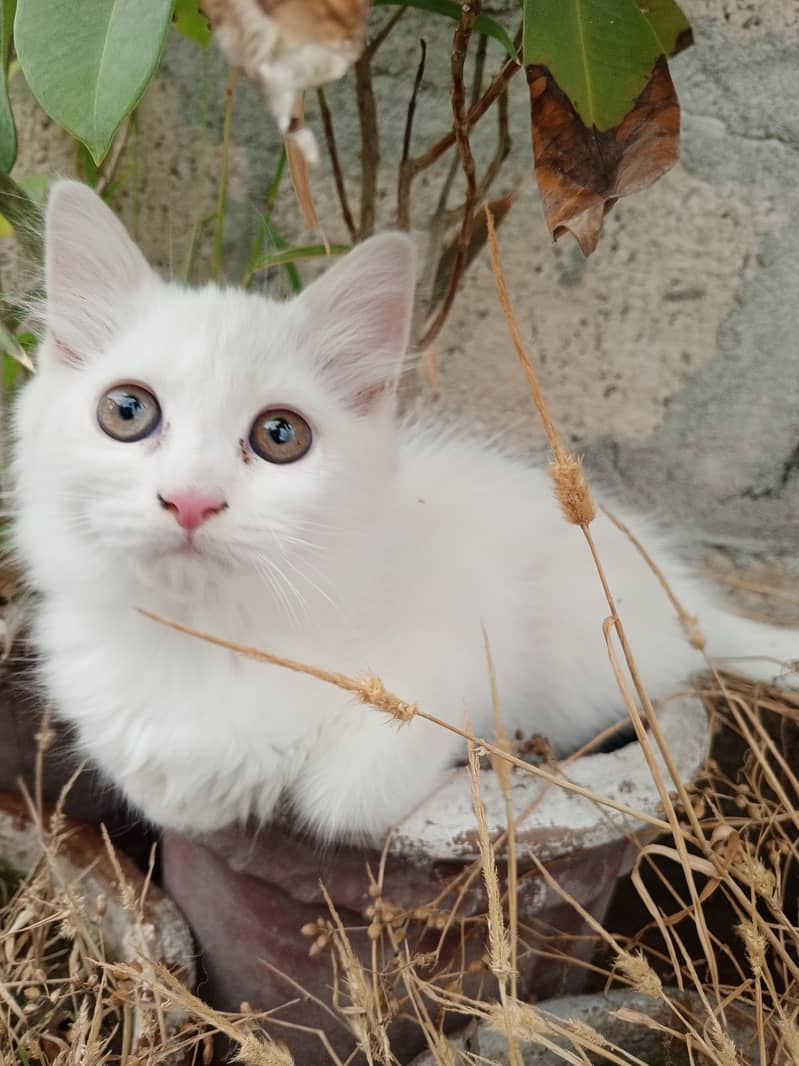 persion cat 6
