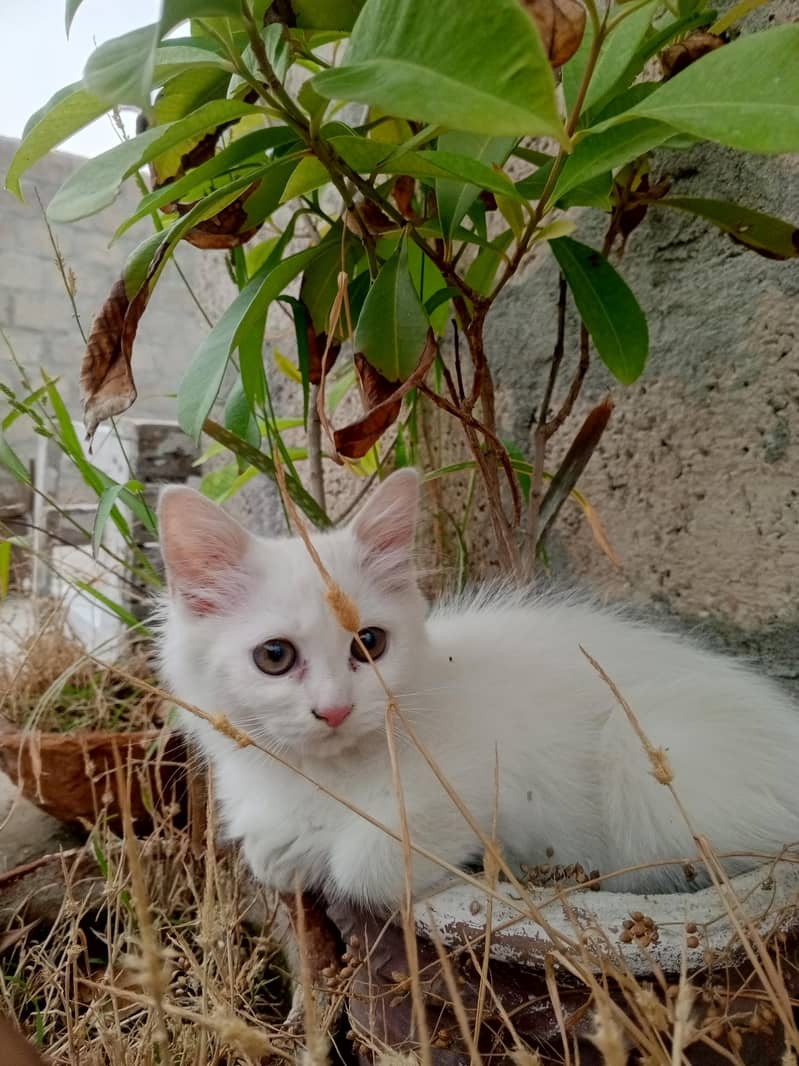 persion cat 7