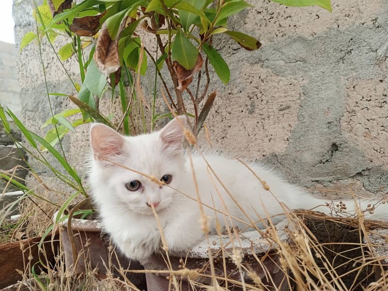 persion cat 8