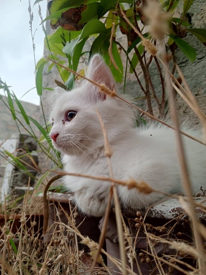 persion cat 9