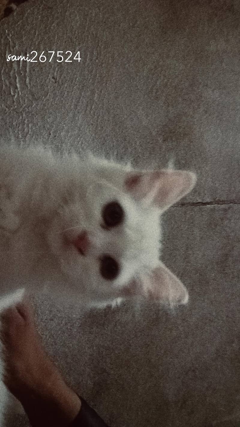 persion cat 10
