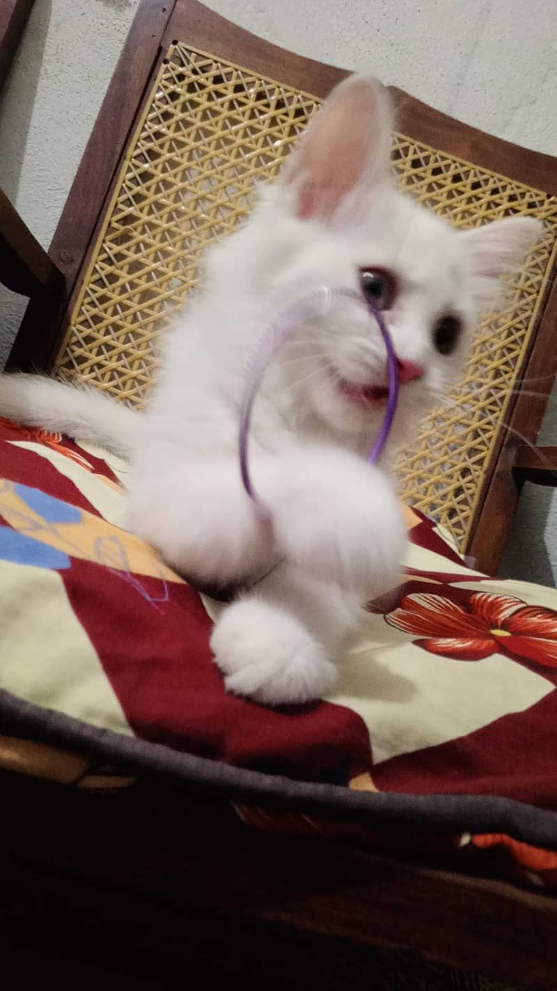 persion cat 11