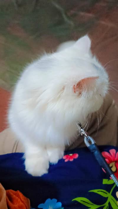 persian female cat