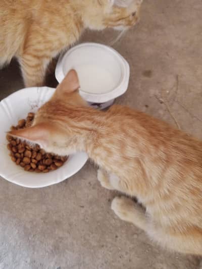 Free cats available