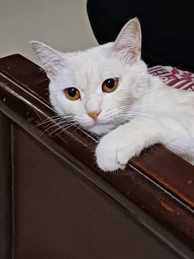 Trained Cat For Sale