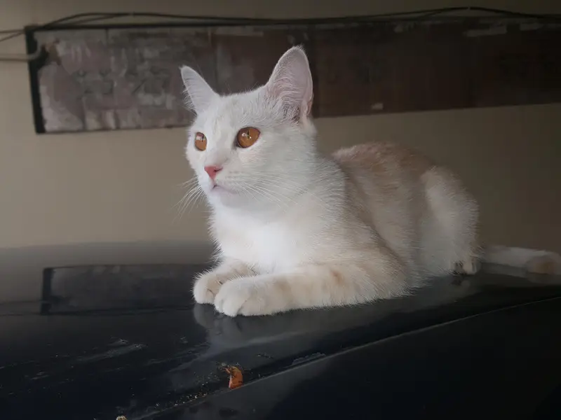 Trained Cat For Sale — photo 2