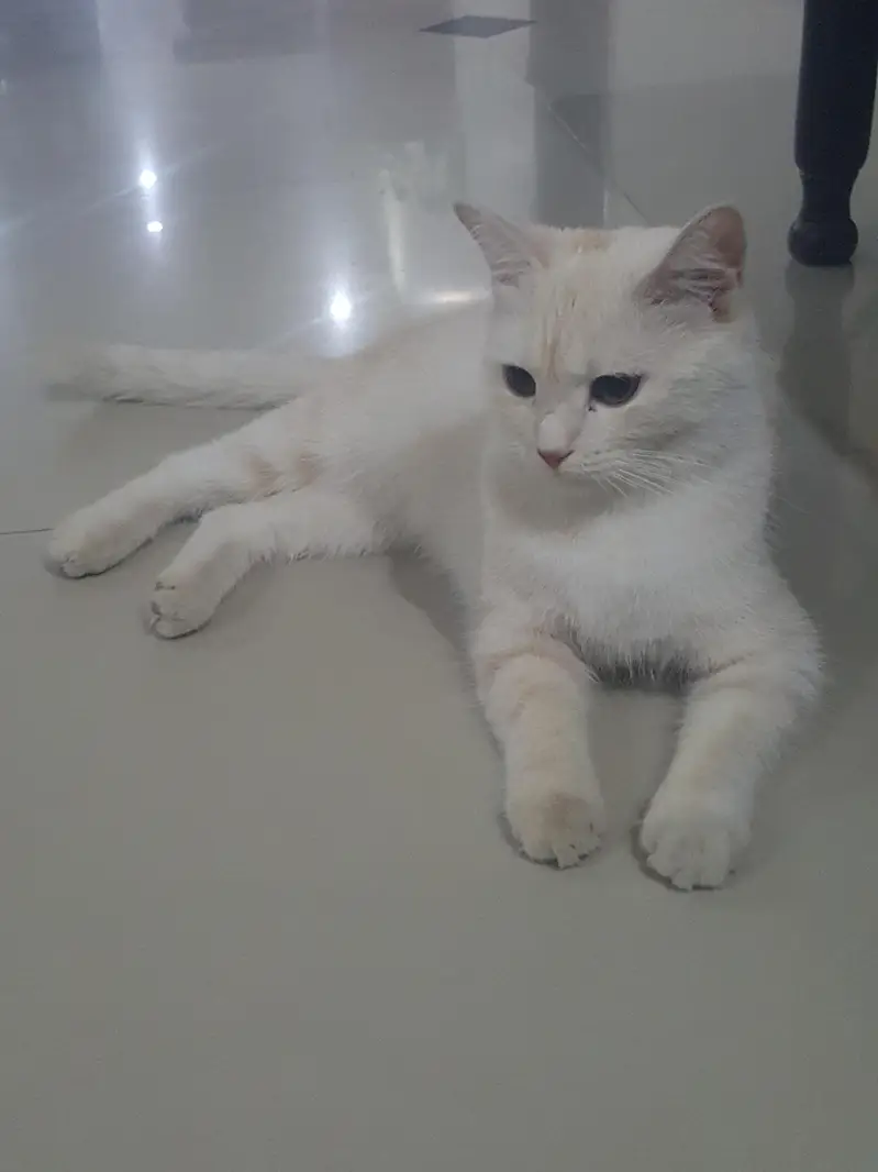 Trained Cat For Sale — photo 3