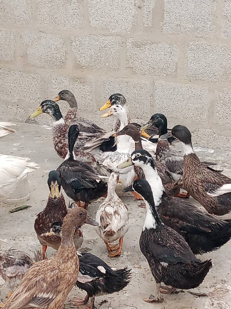 Breeder ducks   available 2