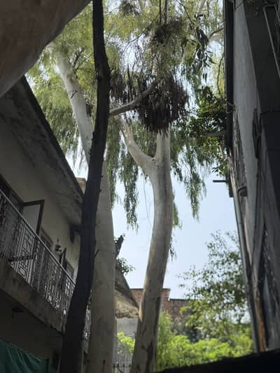 Safaida darakth for Sale 500 Rupay Mun