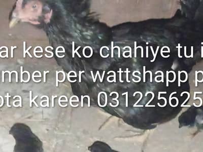 aseel miyyawali muskhaa murghee for sale