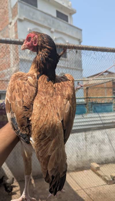 Aseel murgi or Aseel choza