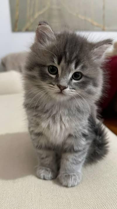 kittens 