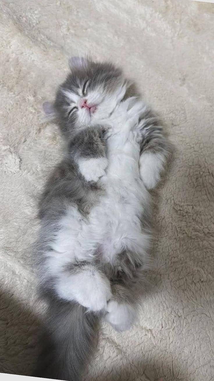 kittens  1
