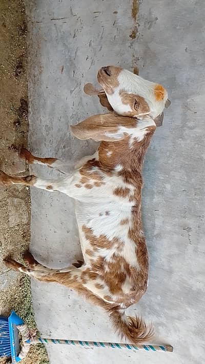 Dasi betal bakri watsap 03204587524