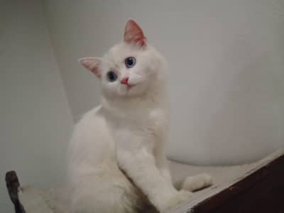 pair of two cross breed cats with blue eyes