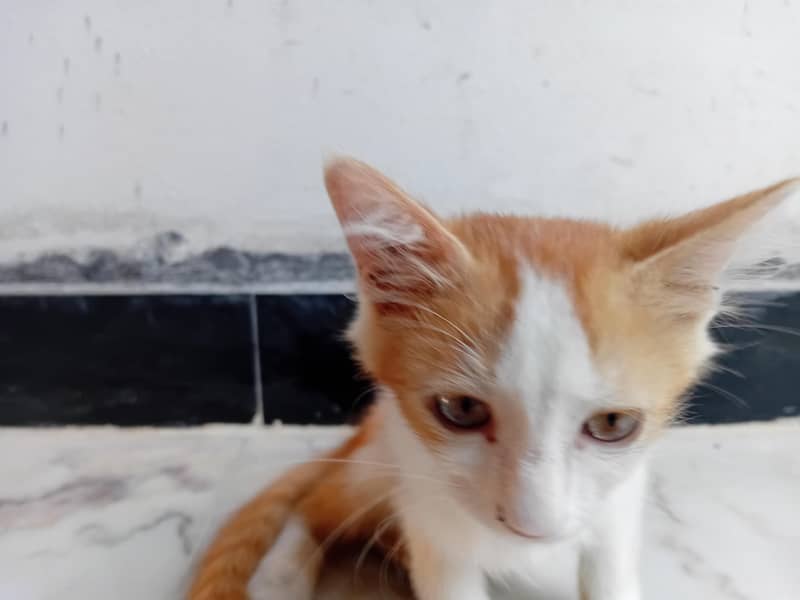 Two small Cats 2