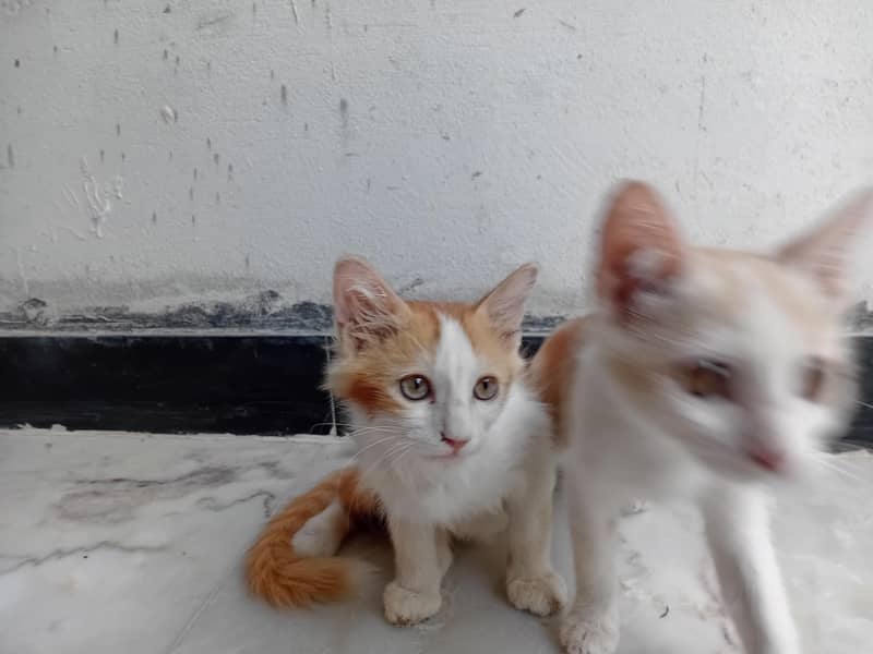 Two small Cats 3