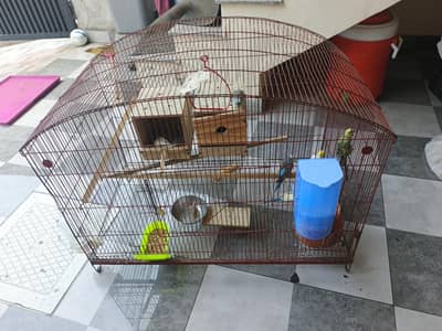 3x2 cage with budgies and chicks