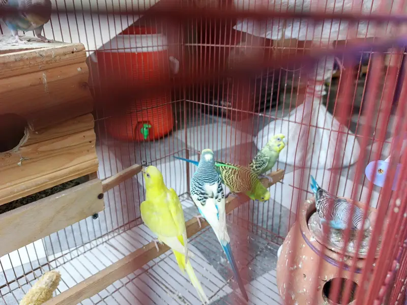 3x2 cage with budgies and chicks — photo 2